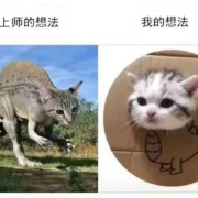 上师想法 vs 我的想法